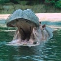Bild für Kategorie Nashörner / Flusspferde