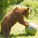 Bild für Kategorie Bären