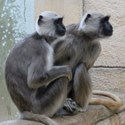Bild für Kategorie 猴子
