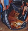 picture of Zoo Animal Stretcher 1