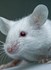 Bild von Мышь, крыса, хомяк, песчанка