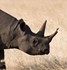 Bild von Rhino/Tapir