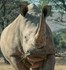 Bild von Rinoceronte/Tapir