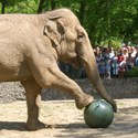 Bild für Kategorie Elefantes