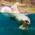 Bild von Bola de partido del oso polar