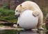 Bild von Bola de partido del oso polar