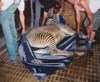 picture of Zoo Animal Stretcher 2