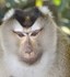 Bild von Extrusión de primates