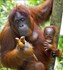 picture of Primates Extrudate High Fiber